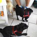 2 besonders hübsche Mopsdamen in schwarz & Partnerlook.