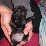 Bea Black Velvet
