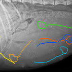 kleine Hilfestellung: Schädel und Rückgrad ungefähr markiert