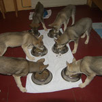 langsam beginnt man Tischmanieren zu lernen: Jedem sein Napf.