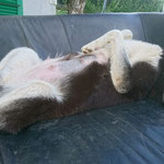 9. Juli: muss wohl bequem sein