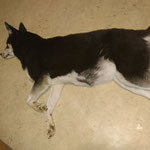 29. Juni: erst jetzt nach der halben Tragezeit, sind wir ziemlich sicher, dass Haria trägt