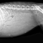 4.Juli; das Röntgenbild zeigt - wieviele Welpen?