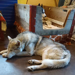 Papa Walendil war die ganze Zeit mit im Raum und hat alle Stimmungslagen von Freude über Ruhe bis nervös, aufgeregt und ängstlich mit und mitgemacht