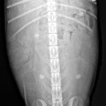 auf diesem Bild ist nicht viel zu erkennen, keine Ahnung warum der TA dieses Bild machte, hat vor ihm noch keiner gemacht