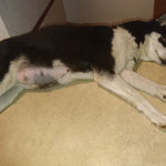 9. Juli: der Bauch ist kräftig aufgegangen