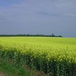 Rapsfeld