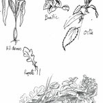 Illustration pour les étiquettes des bocaux de la conserverie artisanale Lou Bocalat (Ariège)