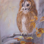 114 - La chouette - pastels 2017 - encadré dimensions 50x65