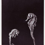 Hein Gorny (1904-1967) - Untitled (Seahorses) 1934 - Gelatin silver print, printed ca. 1934 - 22,0 x 16,1 (22,5 x 16,6) cm - © Hein Gorny / Collection Regard