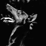 Dobermann - © Hein Gorny - Collection Regar