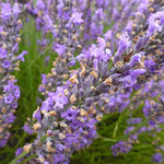 Lavendel