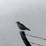 カラス（20.0×30.0cm）