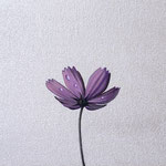 コスモス（20.0×30.0cm）