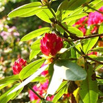 Rhododendronfest 26.05.-17.06.2012