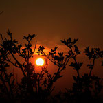 " Der Sonnenbaum " ... noch 40 Minuten bleiben Zeit, um hier und da ein Bäumchen in`s rechte Licht zu rücken ...