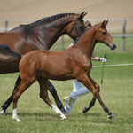 HF von Chatender x Gambrinus Son (Gossner Dr. Alfred & Michaela)