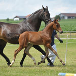 Sieger-HF von Chap II x Coriolan (Mayer Franz)