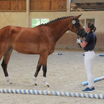 Rolexa (Fred Astaire x Belissimo M) von Josef Sax