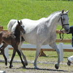 HF von Lyjanero x Champion du Lys (Mayer Franz)