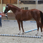 Pippi Lotta (Fahrenheit x Fuerst Heinrich) von Franz Galneder