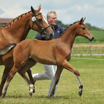 Zweitplatziertes SF von Lloyd George x Caligula II (Winkler Jan)