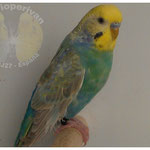 Macho Arcoiris Azul Cobalto Cara Dorada Factor Sencillo
