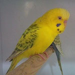 Macho Flavo Verde Césped Opalino