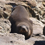 Palmerston - Shag Point - Four seals