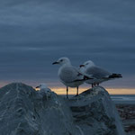 Hokitika - Beach with seagull