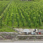 Kleine Einschienenbahn zur Weinpflege und -ernte am Steilhang
