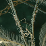 Skeleton Shrimp