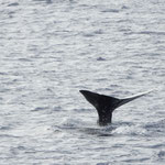 Pottwale auf der Überfahrt nach Maumere