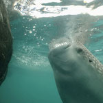 Walhai unter dem Bagan, Kaimana