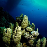 ..fantastische Korallen