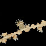 Tiger-Schmarotzer Anemone, am Vulkangrund