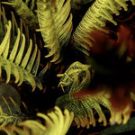 Shrimp im Federstern