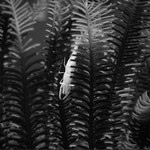 Shrimp im Federstern