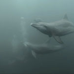 Delfine tanzen zwischen den Walhaien