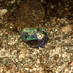 Bobtail Squid in der Nacht 