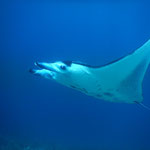 Manta Manta, Photo by Röbi, Indonesien