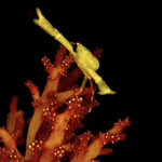 Hände hoch, Indonesien