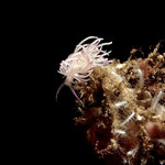Flabellina