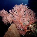 Softkoralle