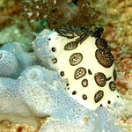 Trauerschnecke, Alor 