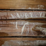 Stakung der Holzbalkendecke durch den Weißen Porenschwamm geschädigt