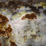 Detailaufnahme von Fruchtkörper und Myzel des Echten Hausschwammes 'Serpula lacrymans'