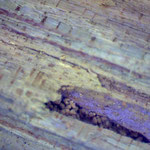 Mikroskopie der Oberfläche eines Holzbalkens mit ultraviolettem Licht - Es ist Myzel erkennbar 