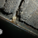 A) Detailaufnahme eines minimal sichtbaren Anzeichens eines biotischen Schadens im Bereich einer Stahlbetonhohldielendecke