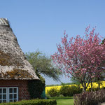 Frühlingsblüte und Reetdach in Nieby